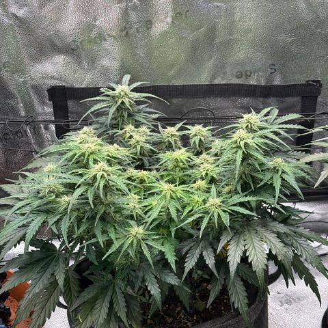 Wedding Cake 🍰 growlog timeline photo