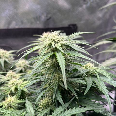 Wedding Cake 🍰 growlog timeline photo