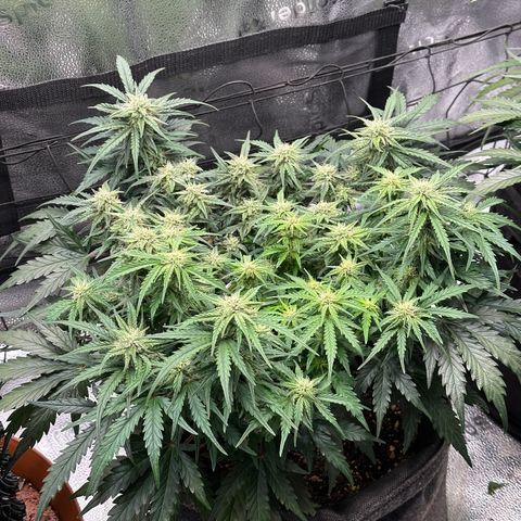 Wedding Cake 🍰 growlog timeline photo