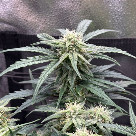 Wedding Cake 🍰 growlog timeline photo