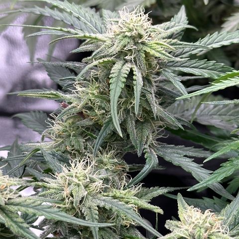 Wedding Cake 🍰 growlog timeline photo
