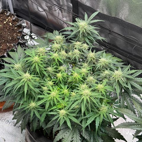 Wedding Cake 🍰 growlog timeline photo