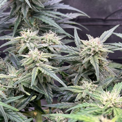 Wedding Cake 🍰 growlog timeline photo