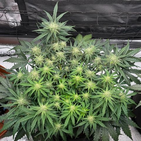 Wedding Cake 🍰 growlog timeline photo