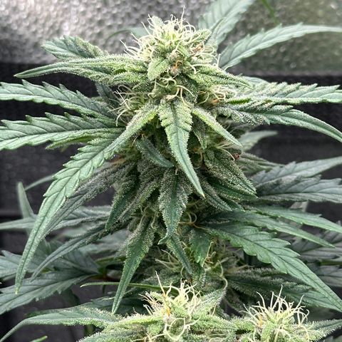 Wedding Cake 🍰 growlog timeline photo
