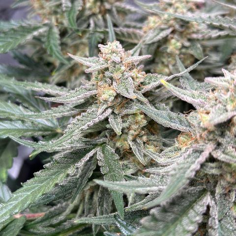 Medusa F1 growlog timeline photo