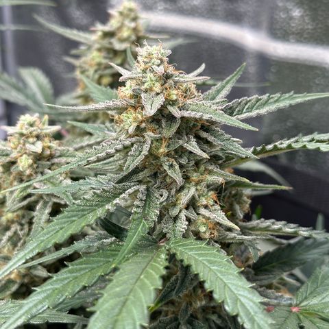 Medusa F1 growlog timeline photo