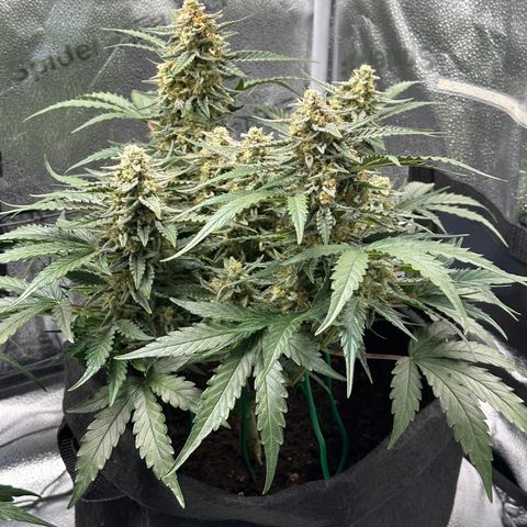 Medusa F1 growlog timeline photo