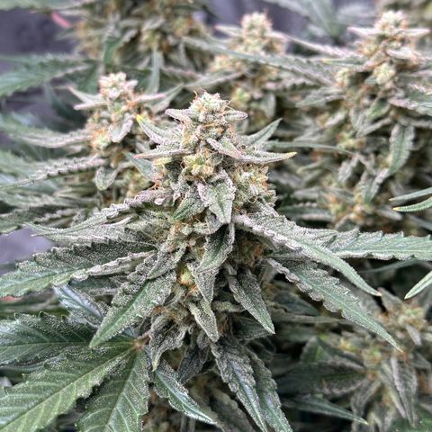 Medusa F1 growlog timeline photo