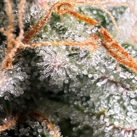 Medusa F1 growlog timeline photo