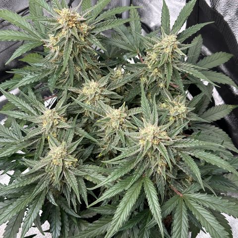 Medusa F1 growlog timeline photo