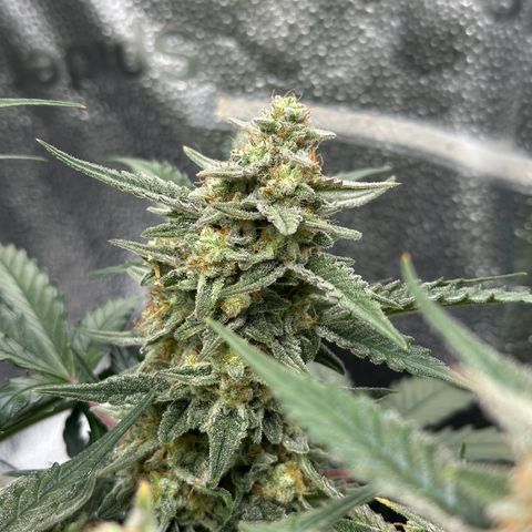 Medusa F1 growlog timeline photo