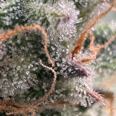 Medusa F1 growlog timeline photo