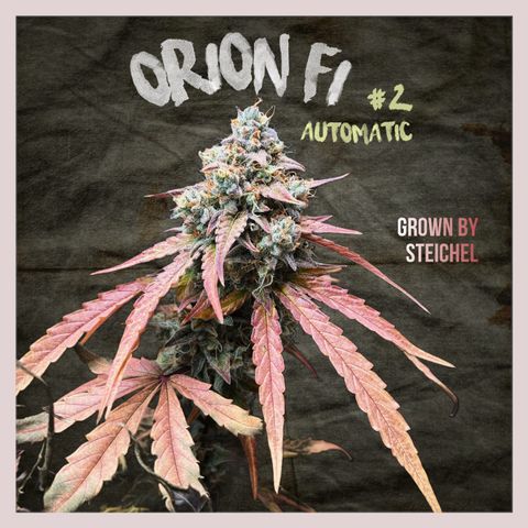 Orion F1 #2 growlog timeline photo