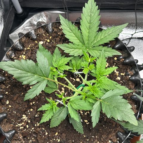Triple G Automatic growlog timeline photo