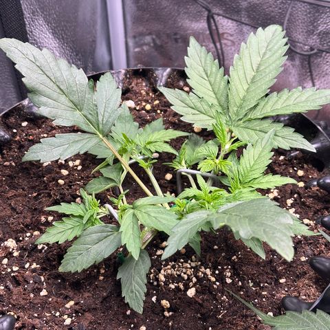 Triple G Automatic growlog timeline photo
