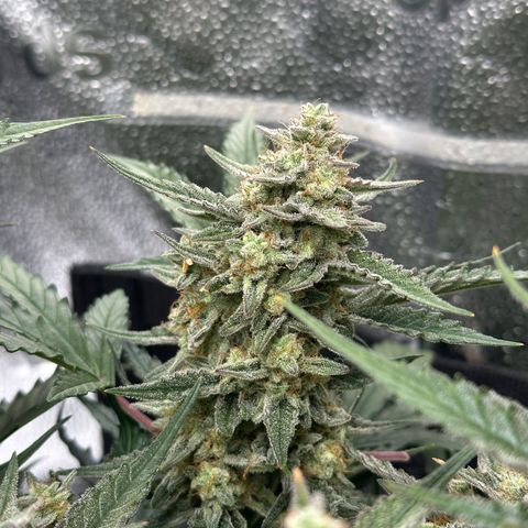 Medusa F1 growlog timeline photo