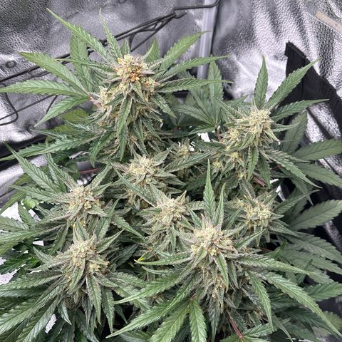 Medusa F1 growlog timeline photo