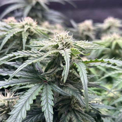 Wedding Cake 🍰 growlog timeline photo