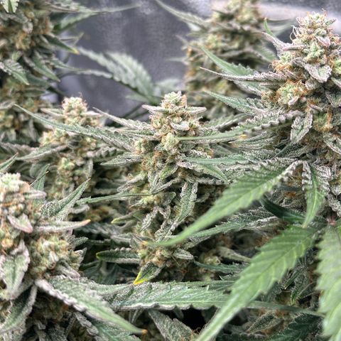 Medusa F1 growlog timeline photo