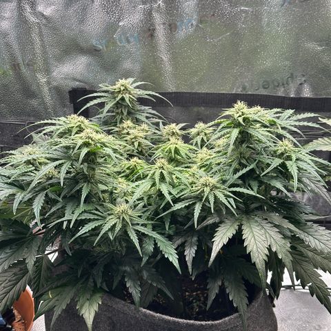 Wedding Cake 🍰 growlog timeline photo