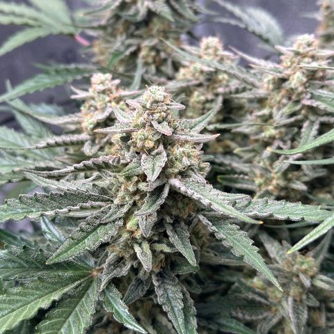 Medusa F1 growlog timeline photo