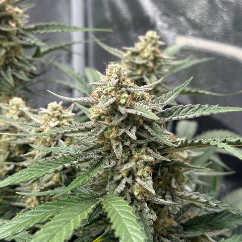 Medusa F1 growlog timeline photo
