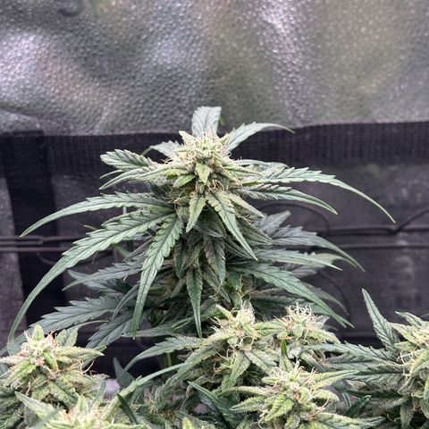 Wedding Cake 🍰 growlog timeline photo