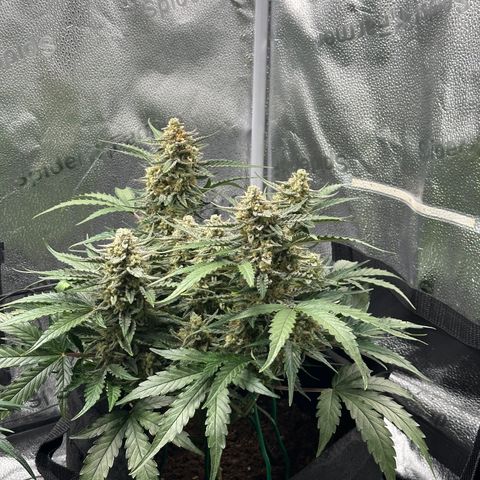 Medusa F1 growlog timeline photo