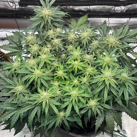 Wedding Cake 🍰 growlog timeline photo