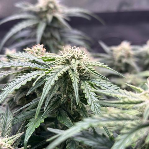 Wedding Cake 🍰 growlog timeline photo
