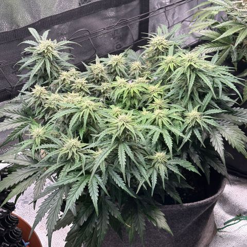 Wedding Cake 🍰 growlog timeline photo