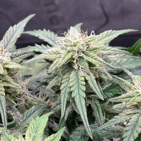 Wedding Cake 🍰 growlog timeline photo