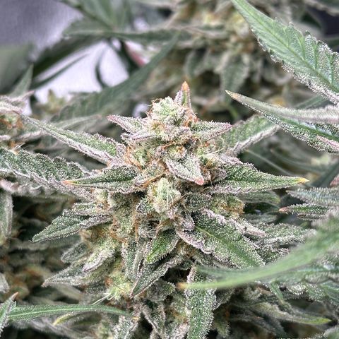 Medusa F1 growlog timeline photo