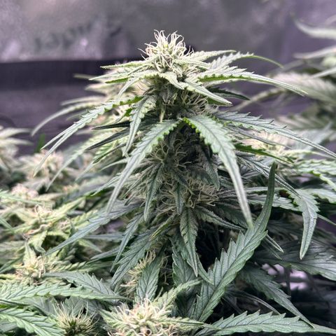Wedding Cake 🍰 growlog timeline photo