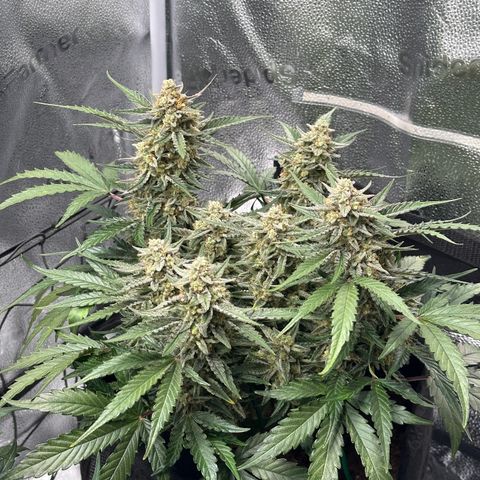 Medusa F1 growlog timeline photo