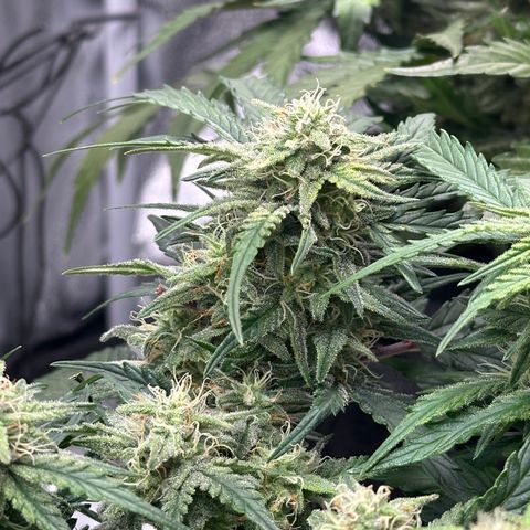 Wedding Cake 🍰 growlog timeline photo