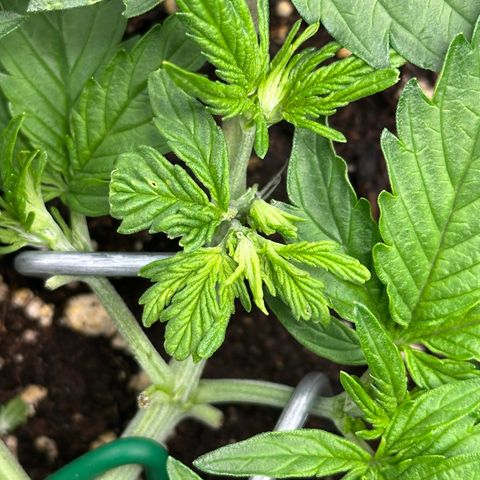 Triple G Automatic growlog timeline photo