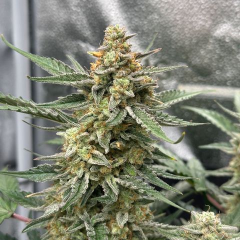 Medusa F1 growlog timeline photo
