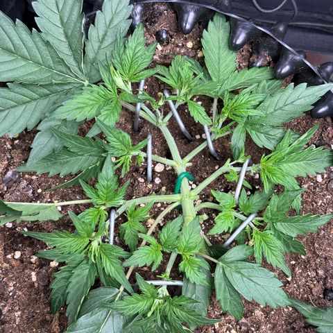 Triple G Automatic growlog timeline photo
