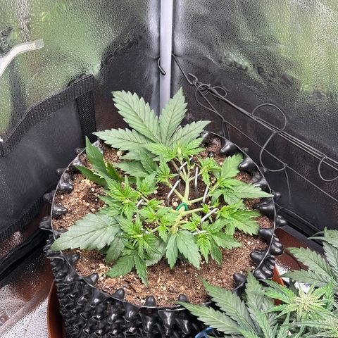 Triple G Automatic growlog timeline photo