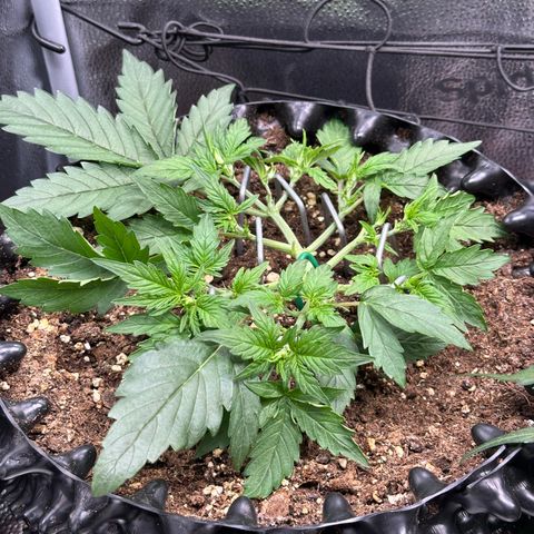 Triple G Automatic growlog timeline photo