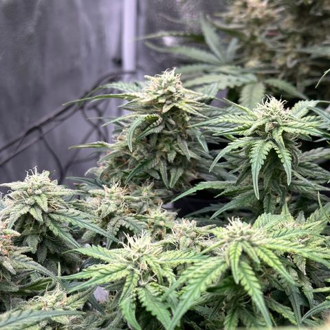 Wedding Cake 🍰 growlog timeline photo