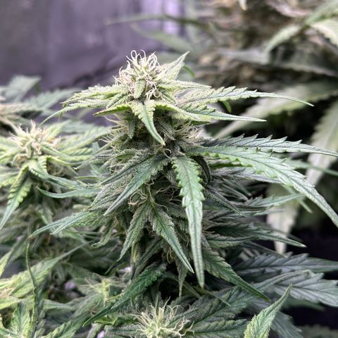 Wedding Cake 🍰 growlog timeline photo