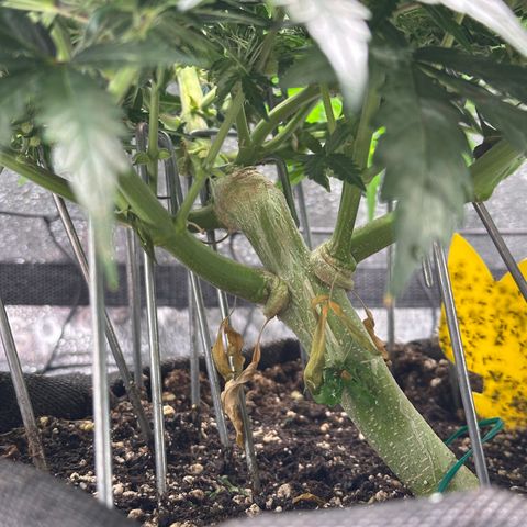 Wedding Cake 🍰 growlog timeline photo
