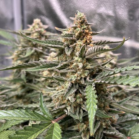 Medusa F1 growlog timeline photo