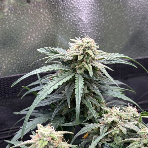 Wedding Cake 🍰 growlog timeline photo