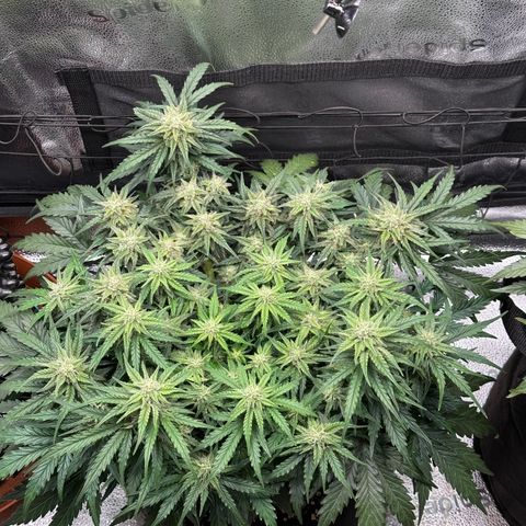 Wedding Cake 🍰 growlog timeline photo