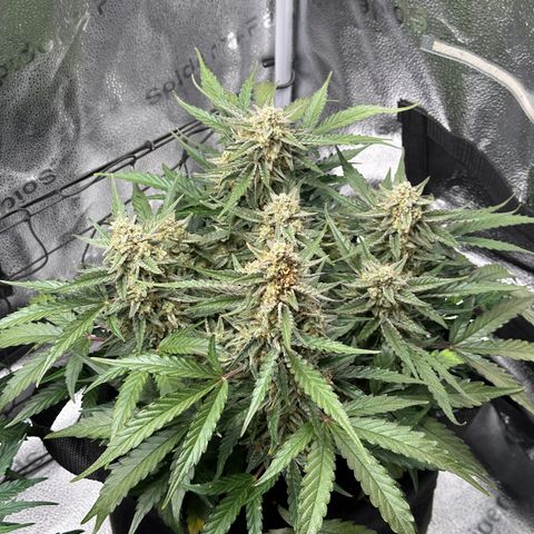 Medusa F1 growlog timeline photo