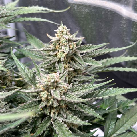 Medusa F1 growlog timeline photo